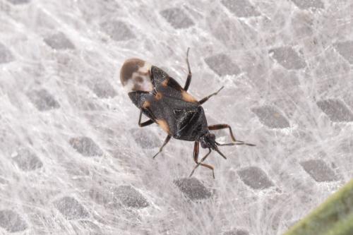 Anthocoris nemoralis